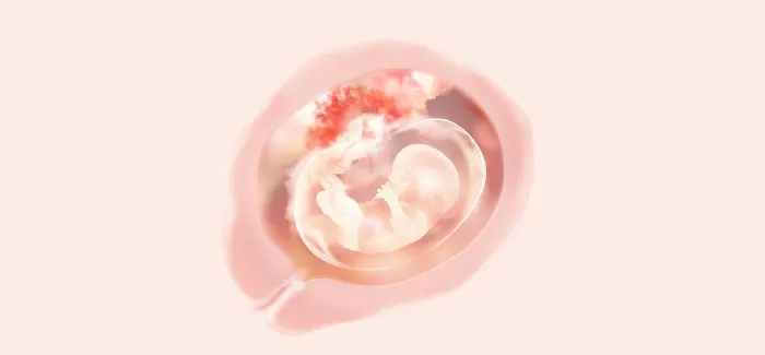 pregnancy week 13 fetus