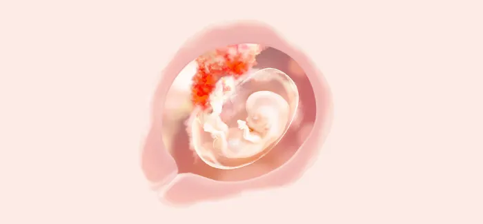 pregnancy week 12 fetus