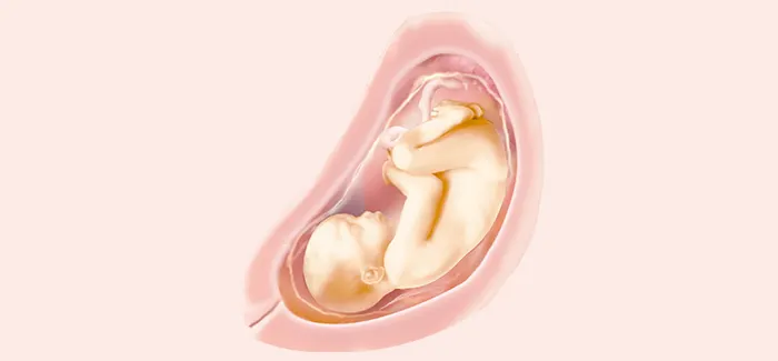 pregnancy week 29 fetus