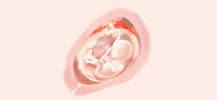 pregnancy week 17 fetus