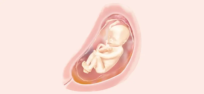 pregnancy week 23 fetus