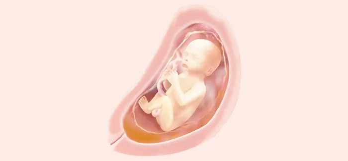 pregnancy week 24 fetus