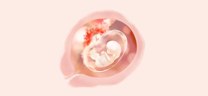 10 tydzień ciąży - wielkość zarodka