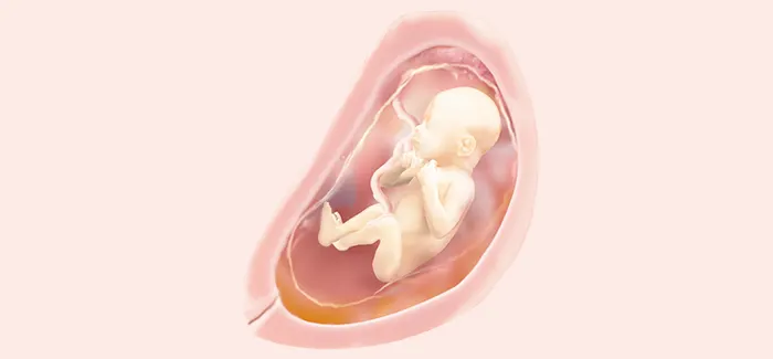 pregnancy week 25 fetus