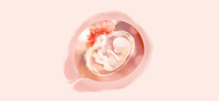 pregnancy week 11 fetus