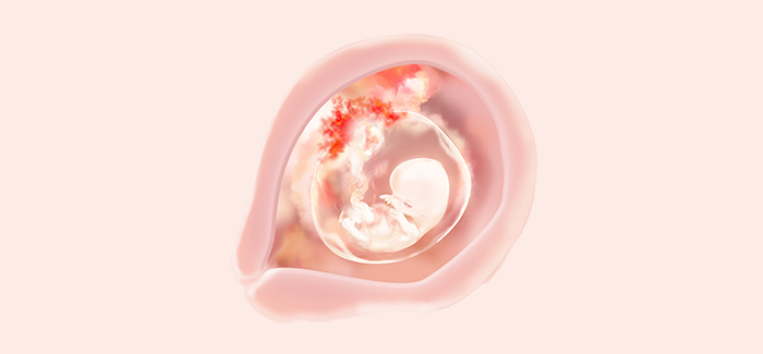embryoimage-week09-700 embryoimage-week09-700