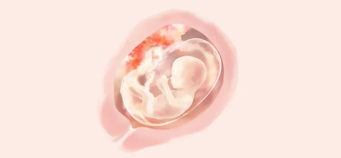 pregnancy week 16 fetus