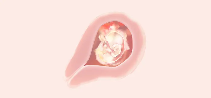 pregnancy week 5 fetus