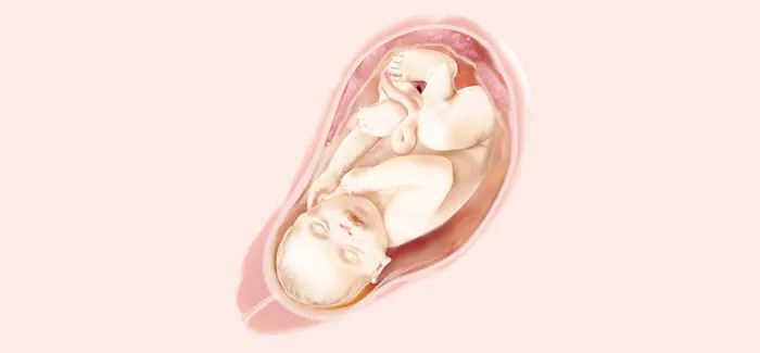 pregnancy week 40 fetus