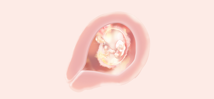 embryoimage-week06-700 embryoimage-week06-700