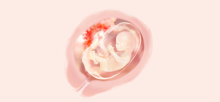 embryoimage-week15-700 embryoimage-week15-700