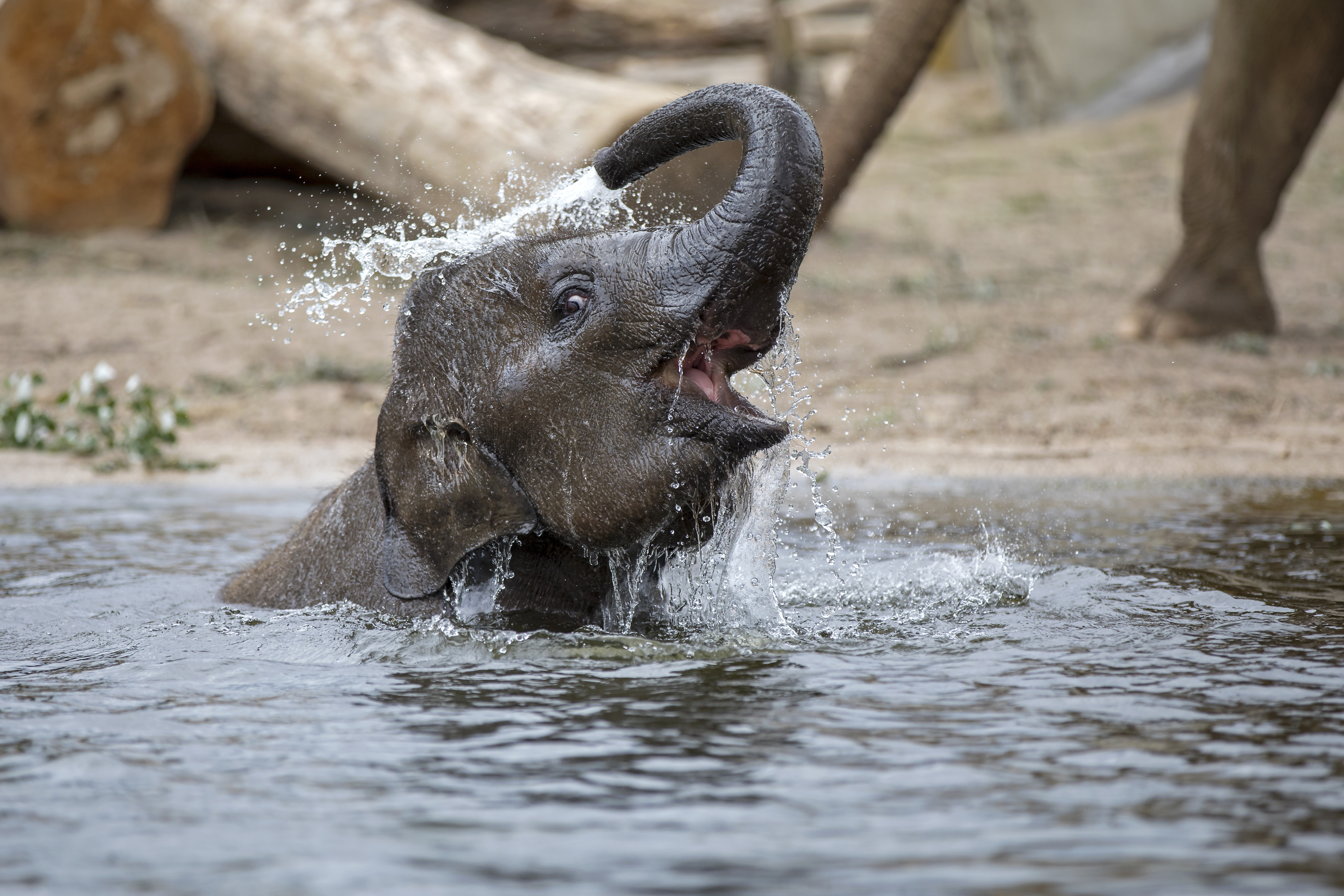Wuppertal - Baby-Elefant im Zoo