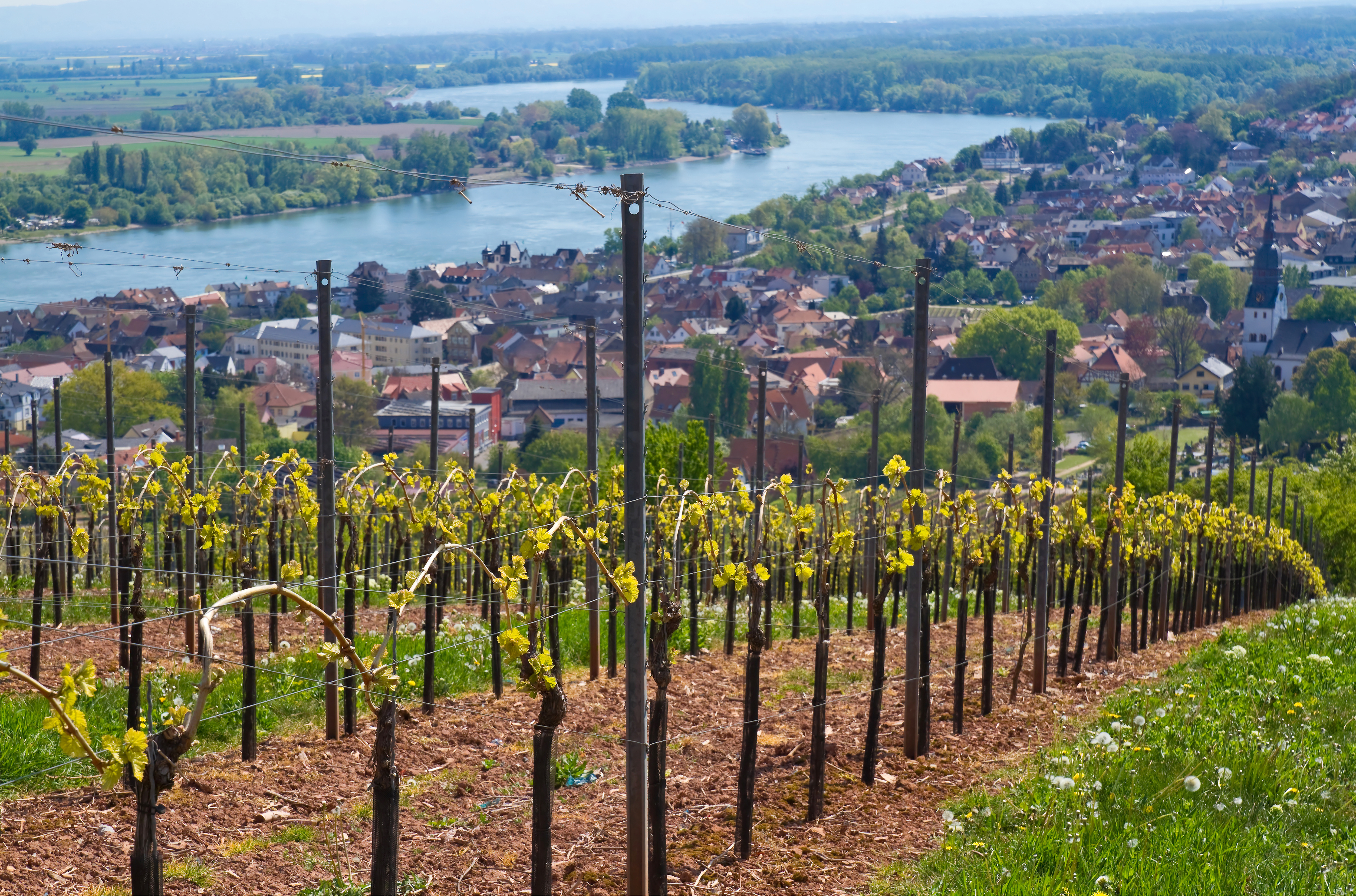 Ausflugsziel von Mainz aus - Rheinhessen