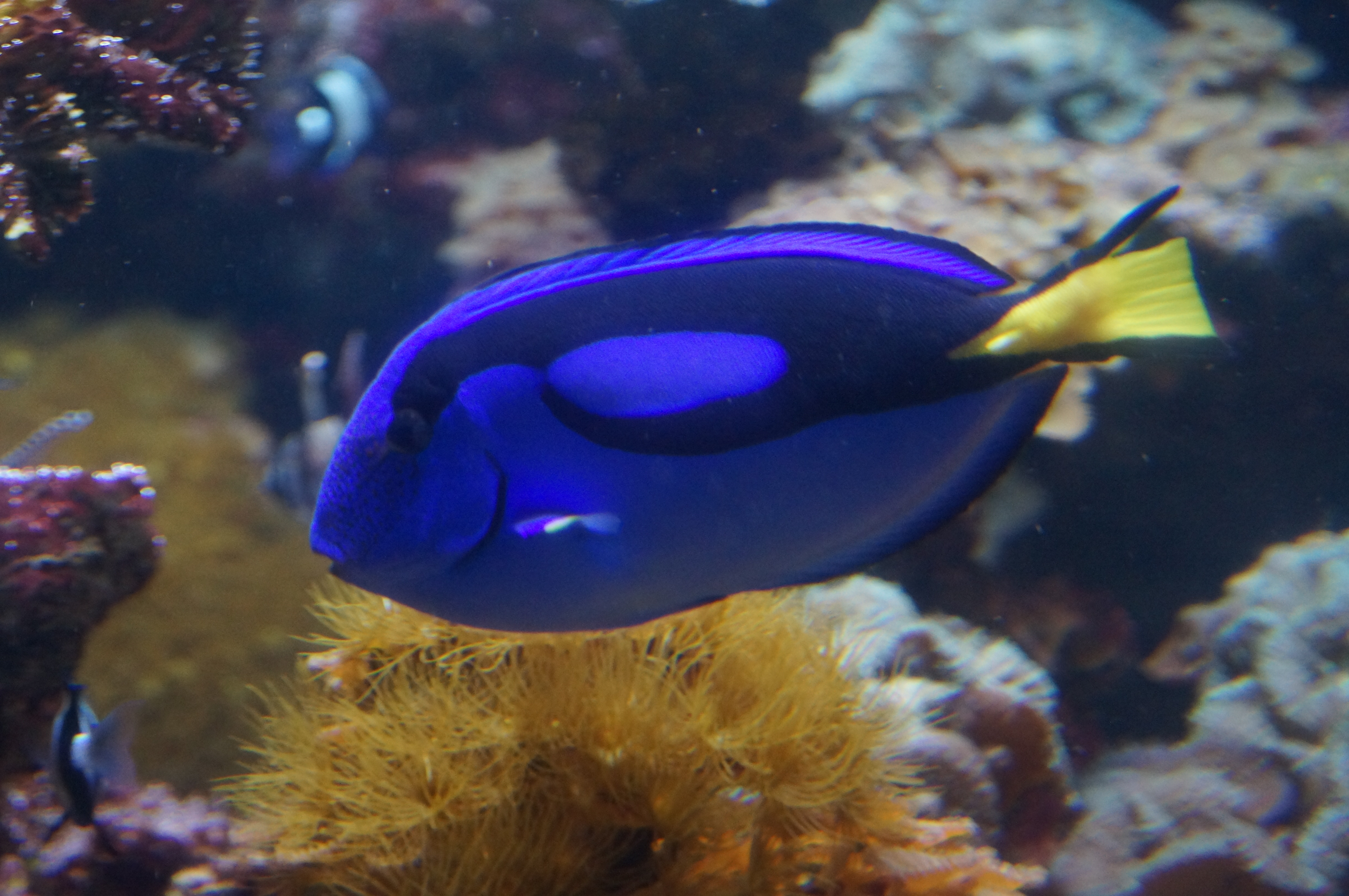 Konstanz - Ansicht Fisch im Sea Life