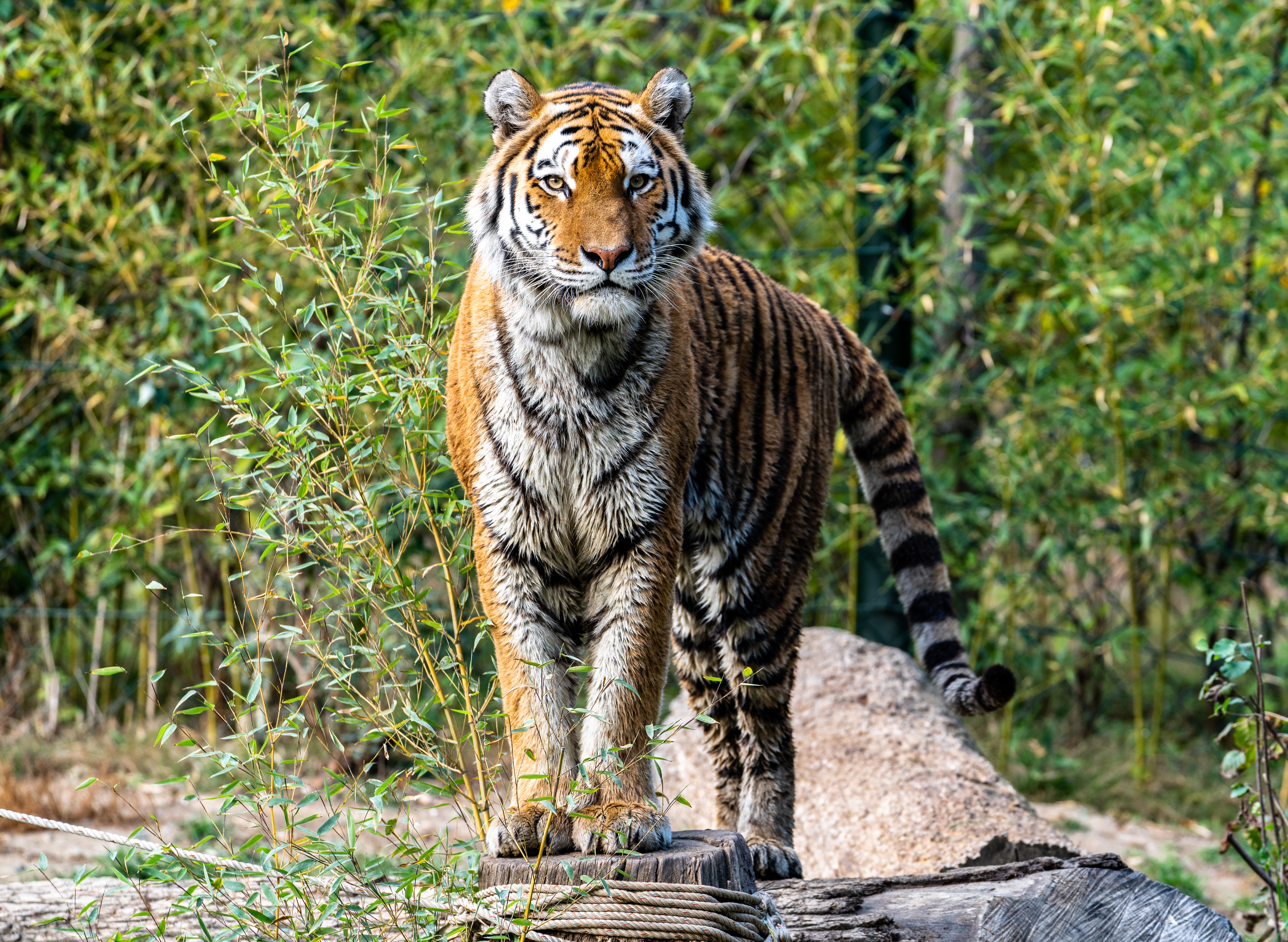 Gelsenkirchen Zoom Erlebniswelt mit Tiger