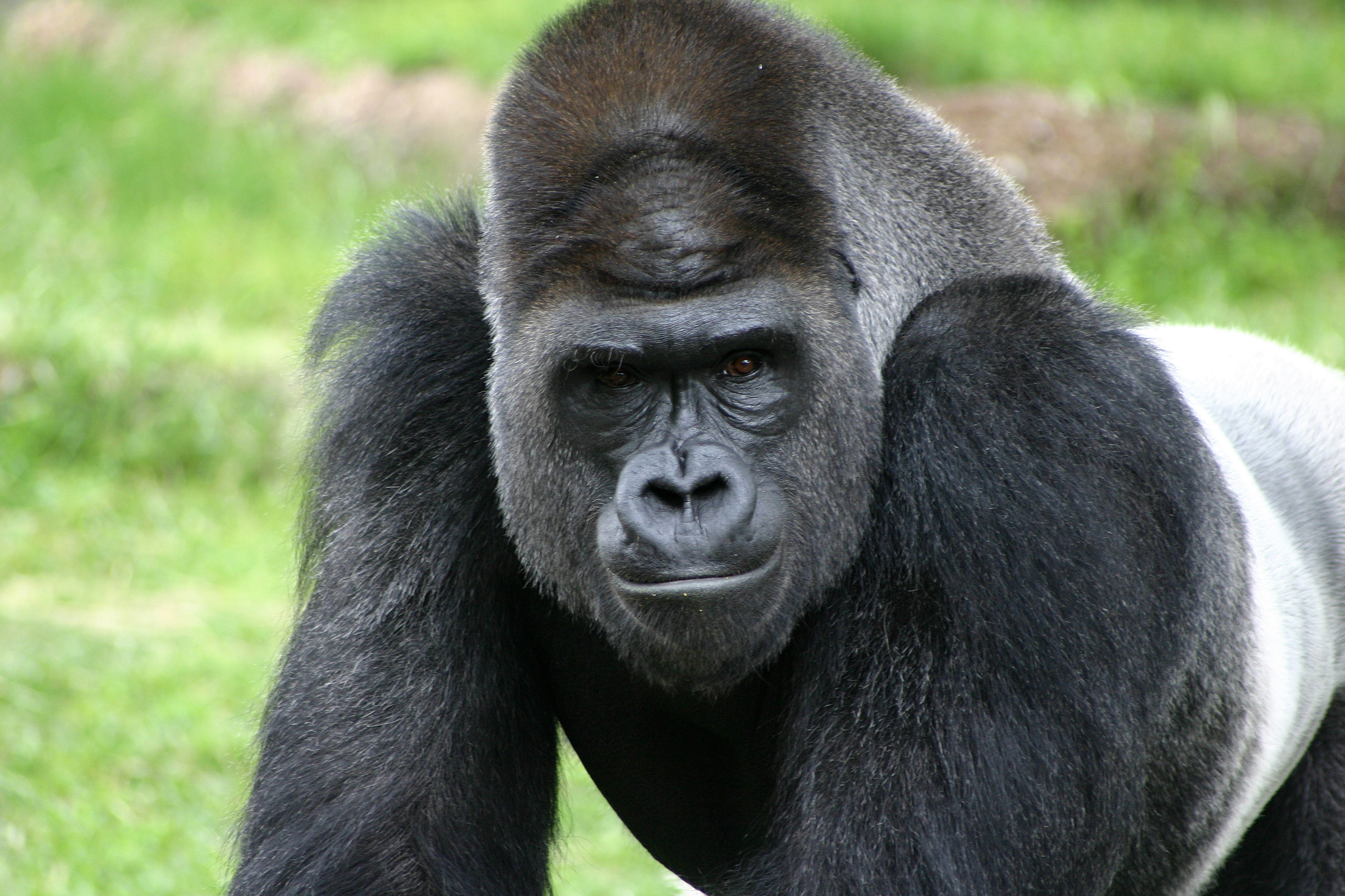 Krefeld - Gorilla im Zoo