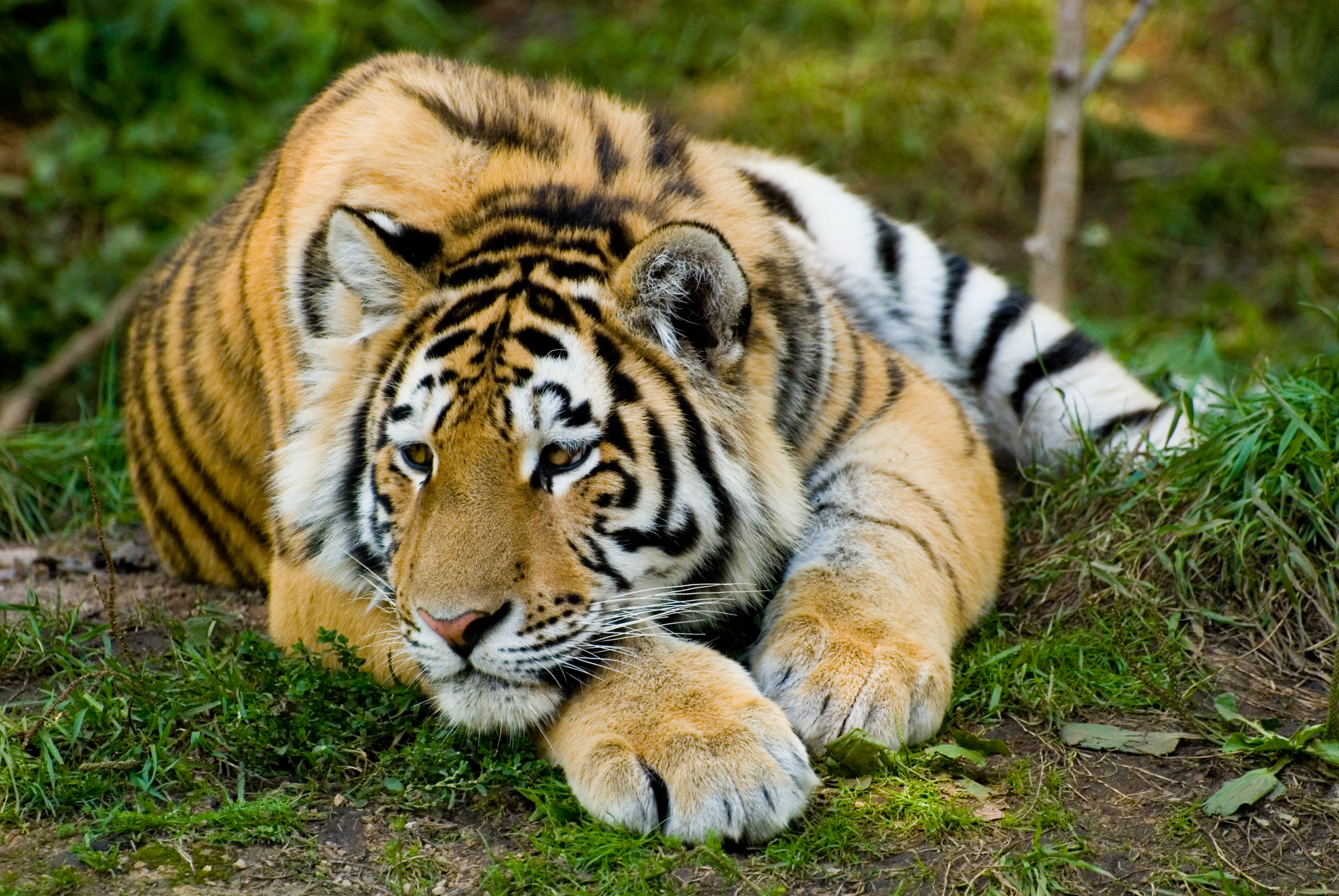 Braunschweig - TigerZoo Arche Noah Zoo