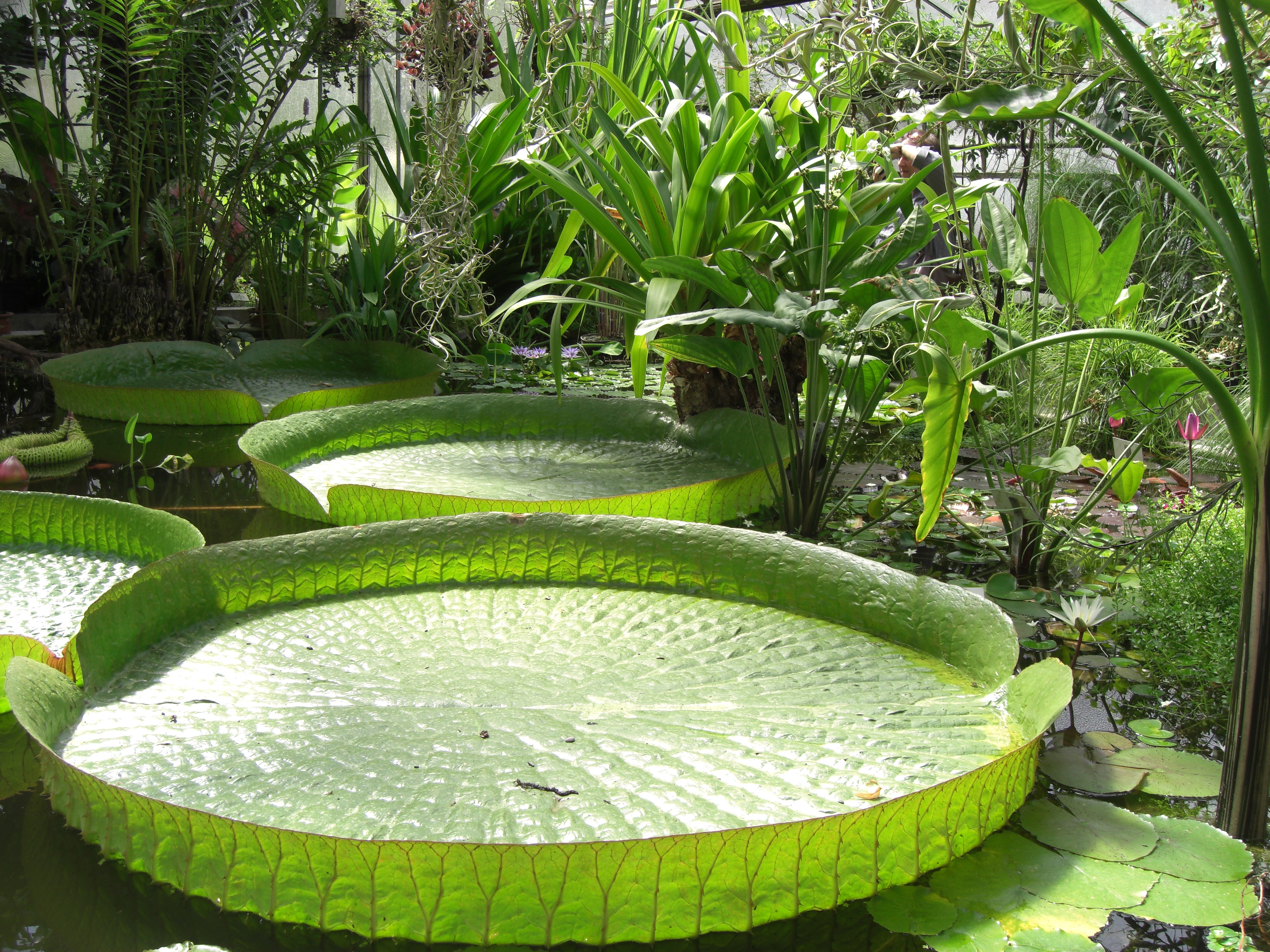 Göttingen - Pflanzen im Botanischen Garten