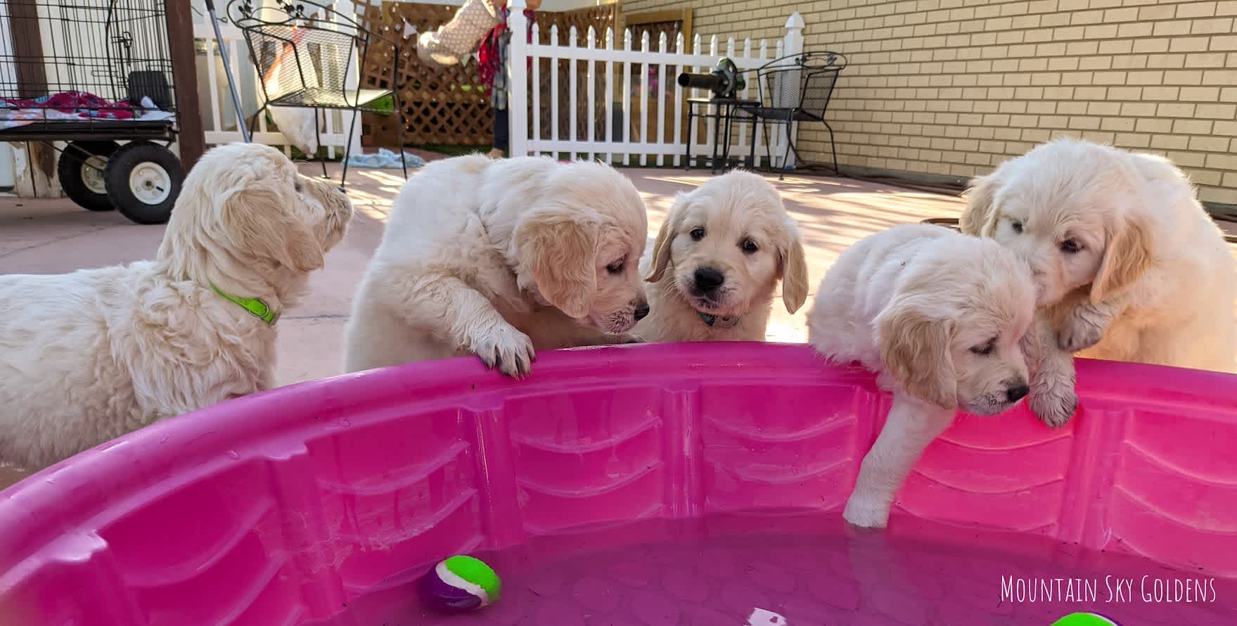 Mountain Sky Goldens
