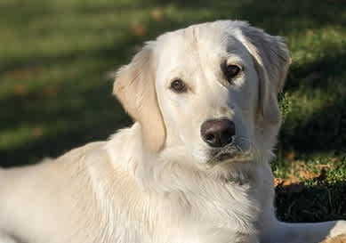 Mountain Sky Goldens