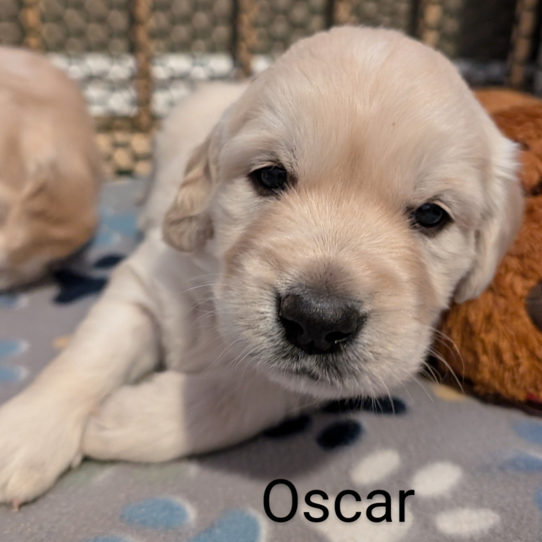 Oscar