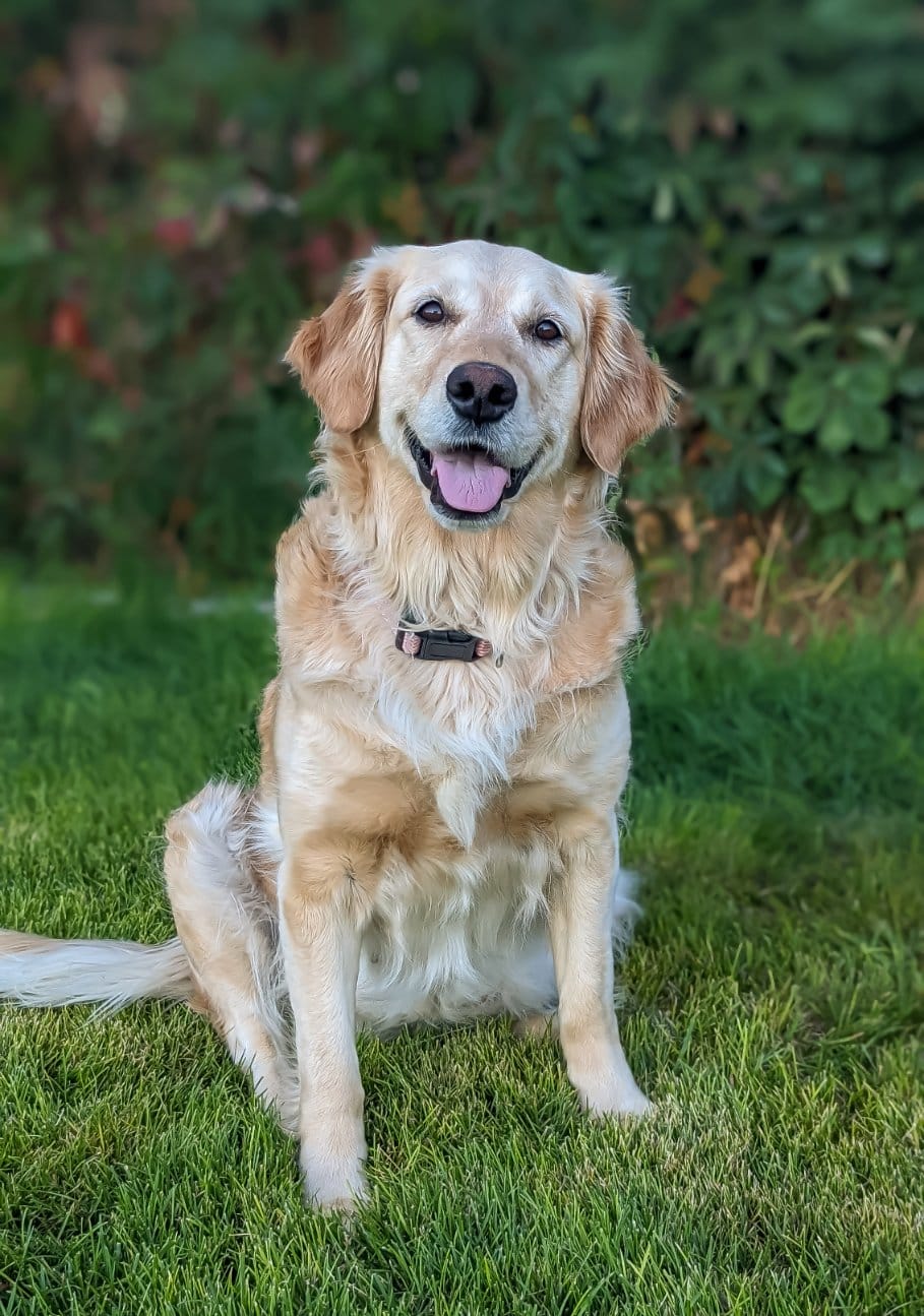 Big sky outlet kennels golden retrievers