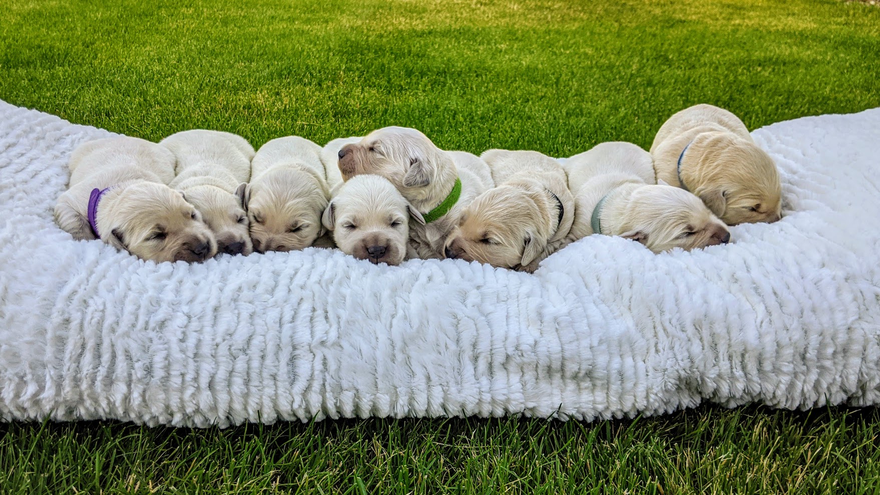 Mountain Sky Goldens