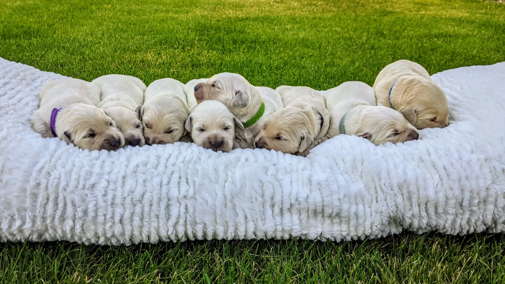 Mountain Sky Goldens