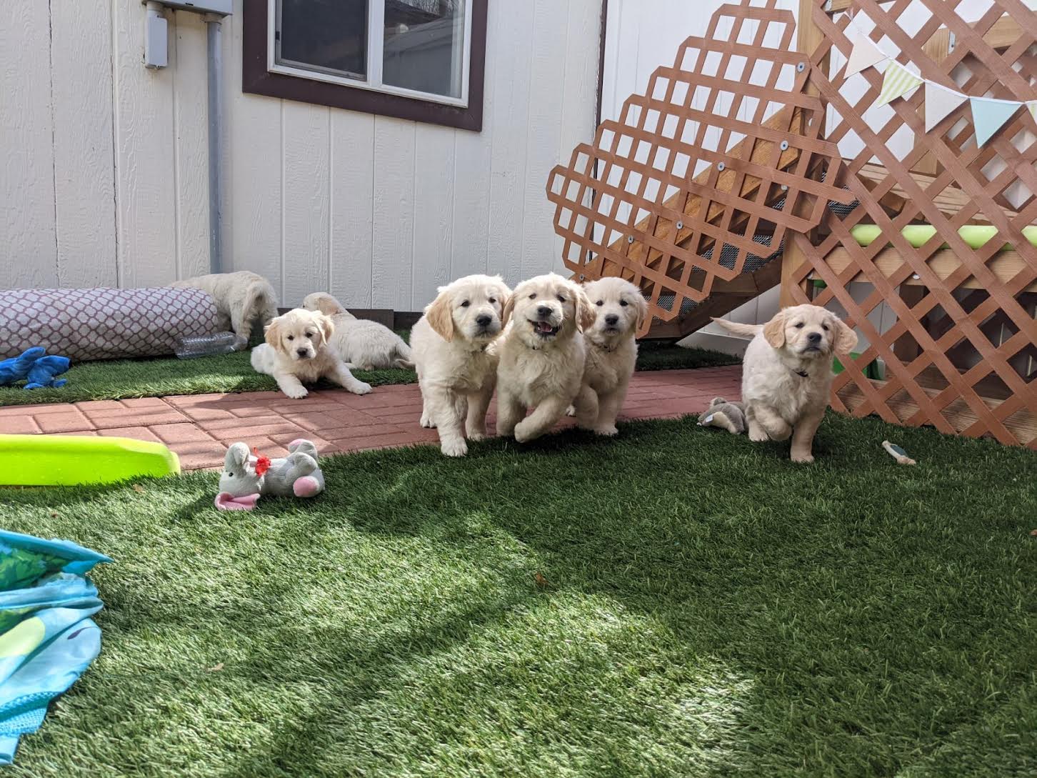 Mountain Sky Goldens
