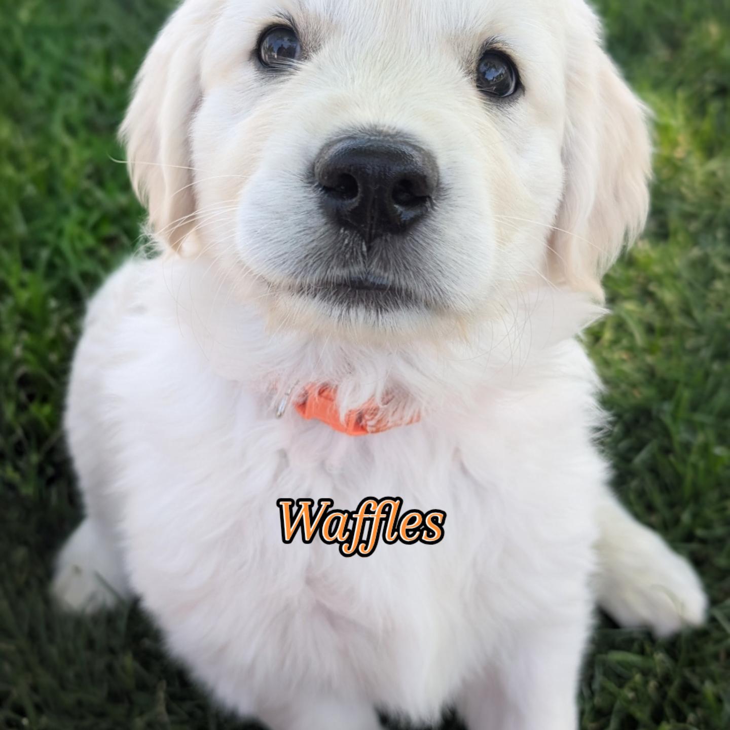 Waffles