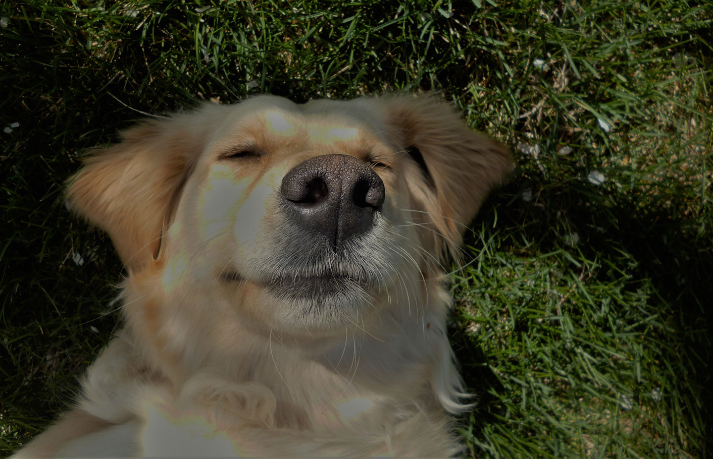 Mountain Sky Goldens