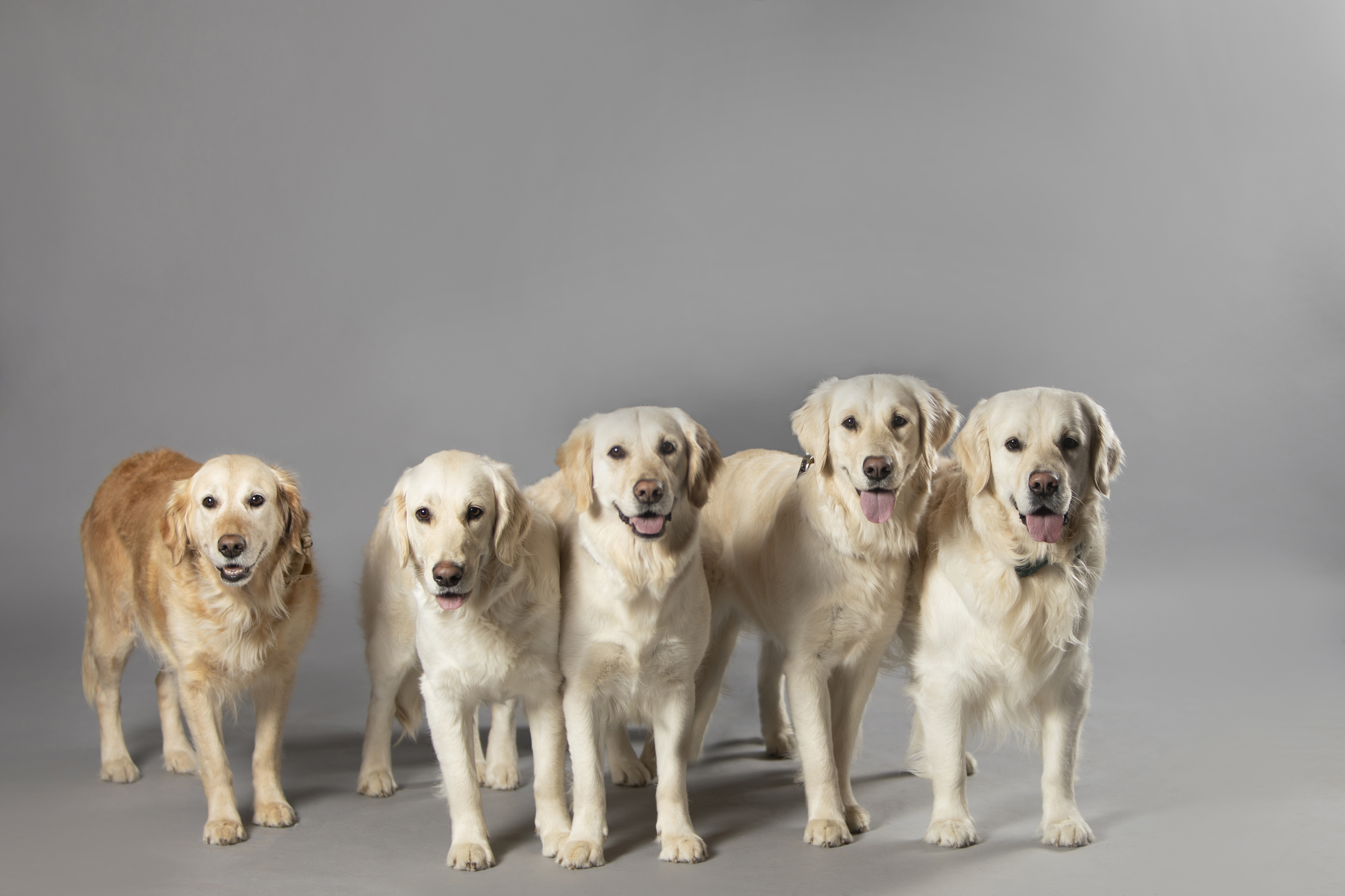 Mountain Sky Goldens