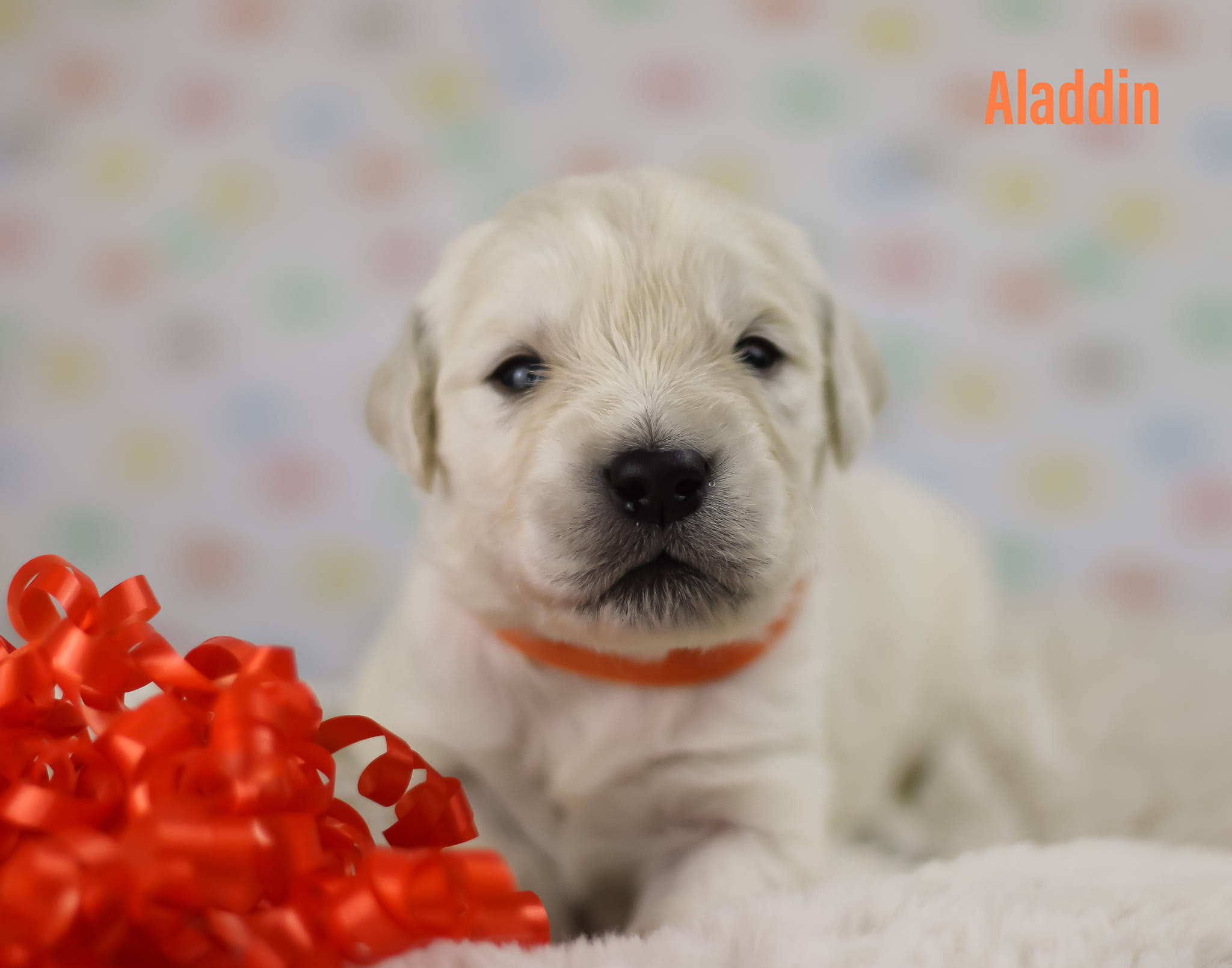 Aladdin