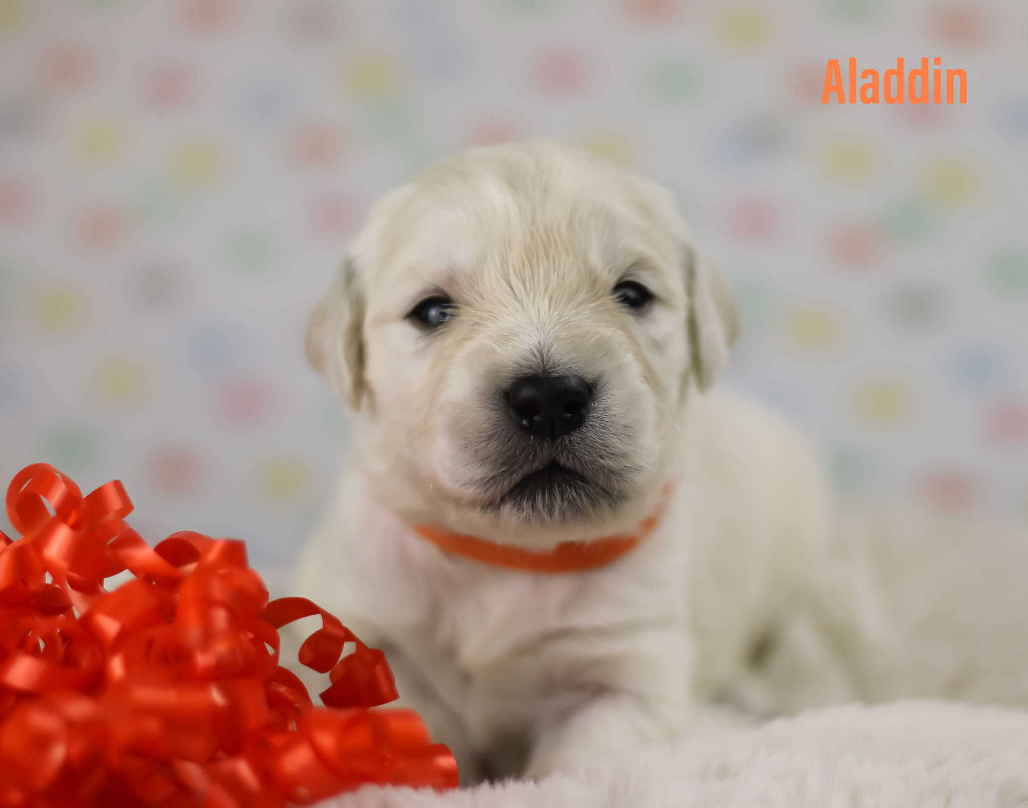 Aladdin