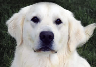 Mountain Sky Goldens