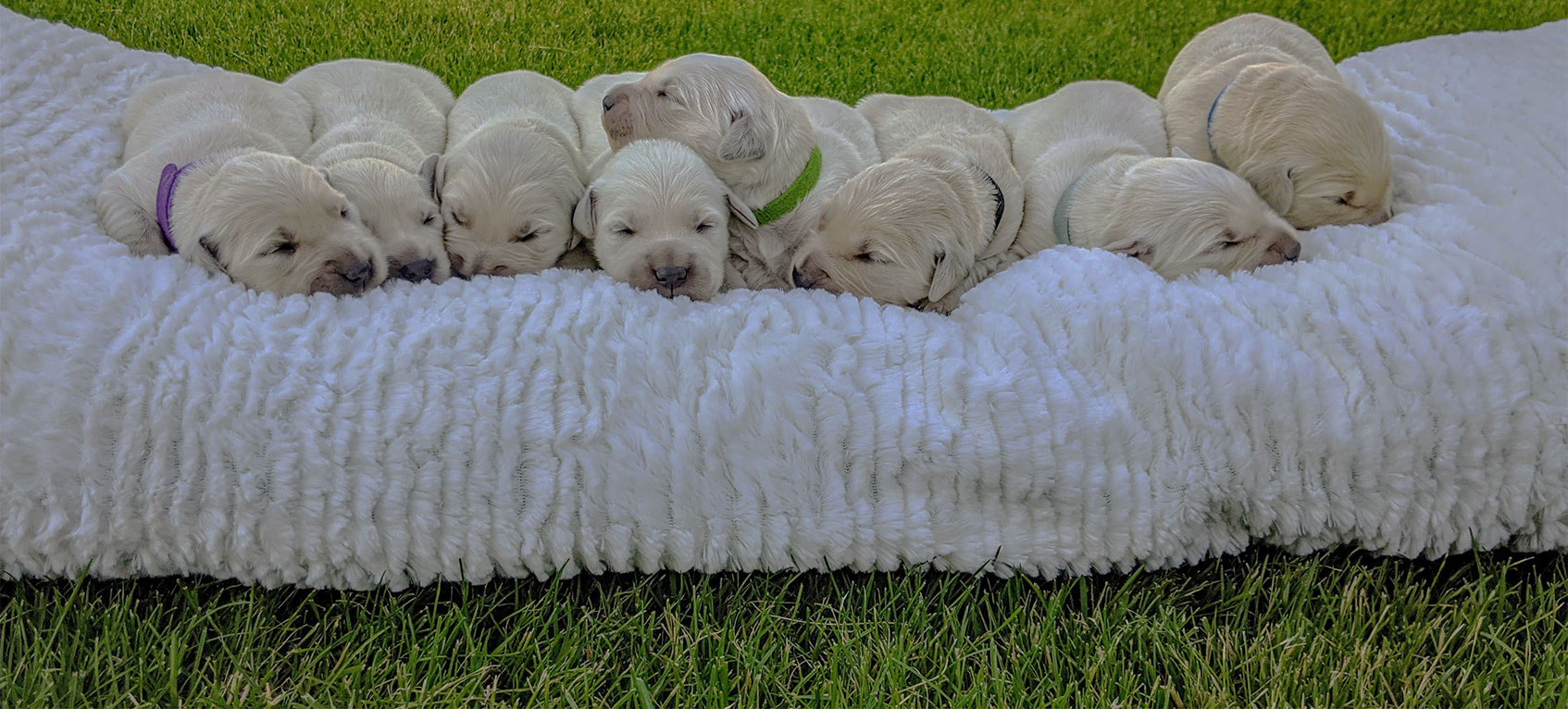 Mountain Sky Goldens