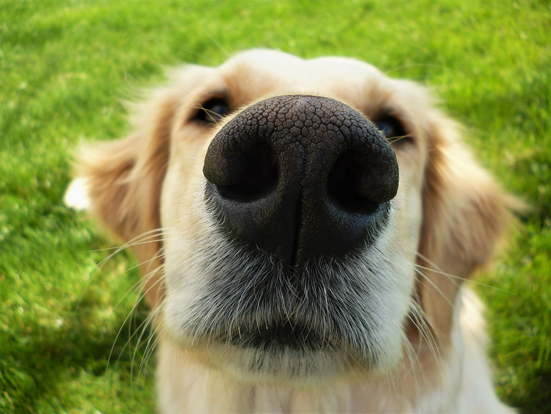 Mountain Sky Goldens