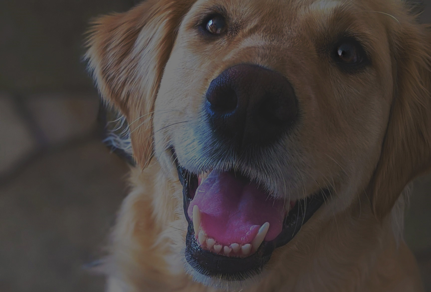 Mountain Sky Goldens