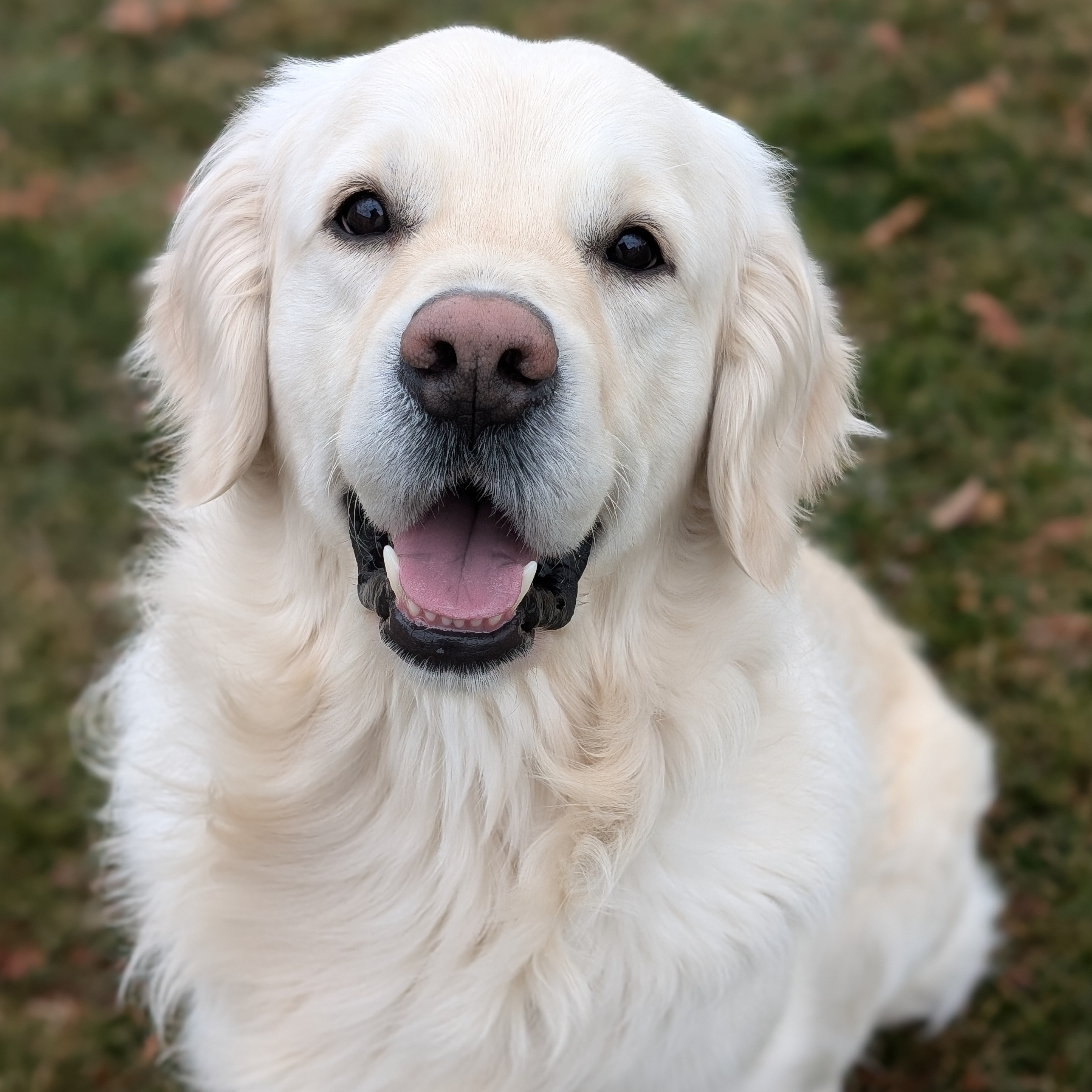 Mountain Sky Goldens