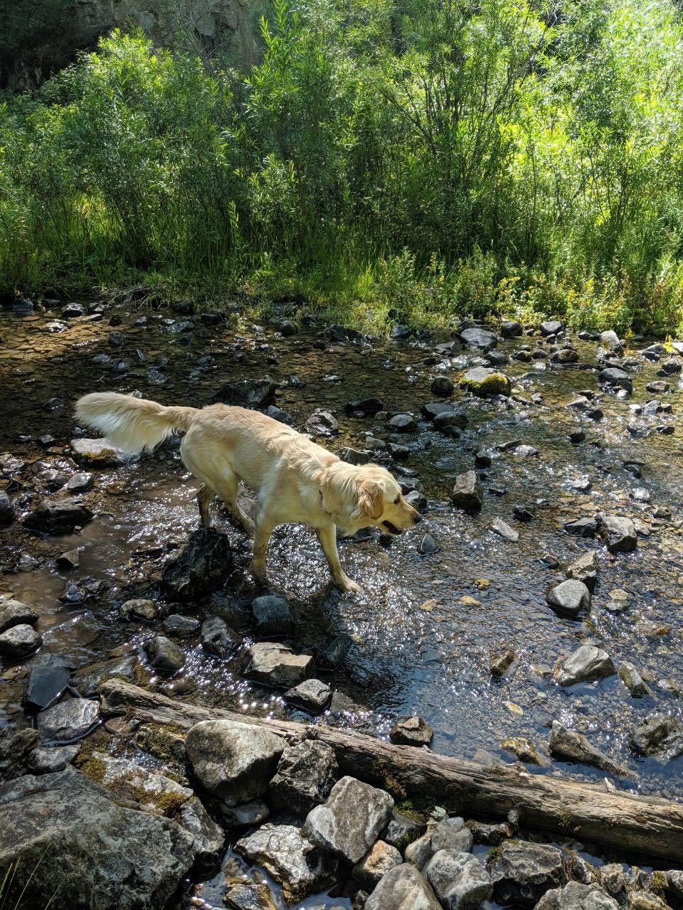 Mountain Sky Goldens