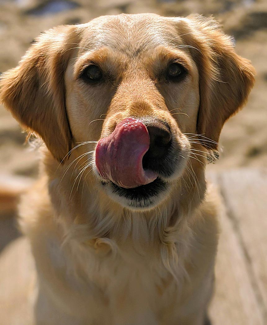 Mountain Sky Goldens