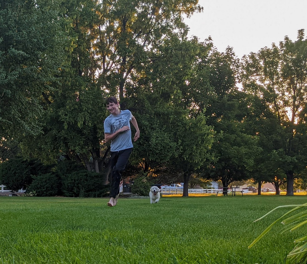 Mountain Sky Goldens