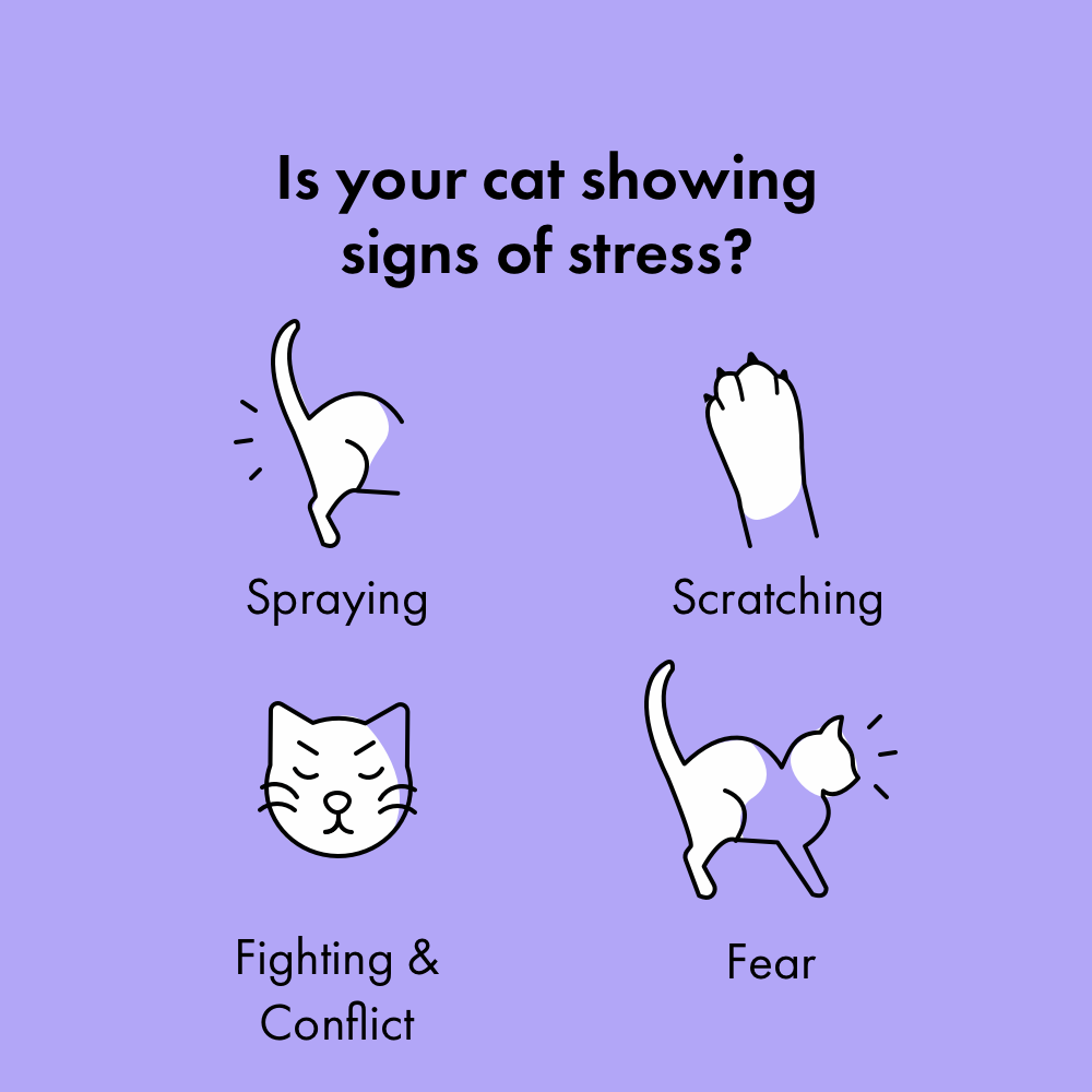 calming pheromones for cats