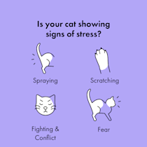 Plug In Cat Calming Pheromone Diffuser Vet Approved Itch