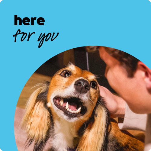 flea med subscription