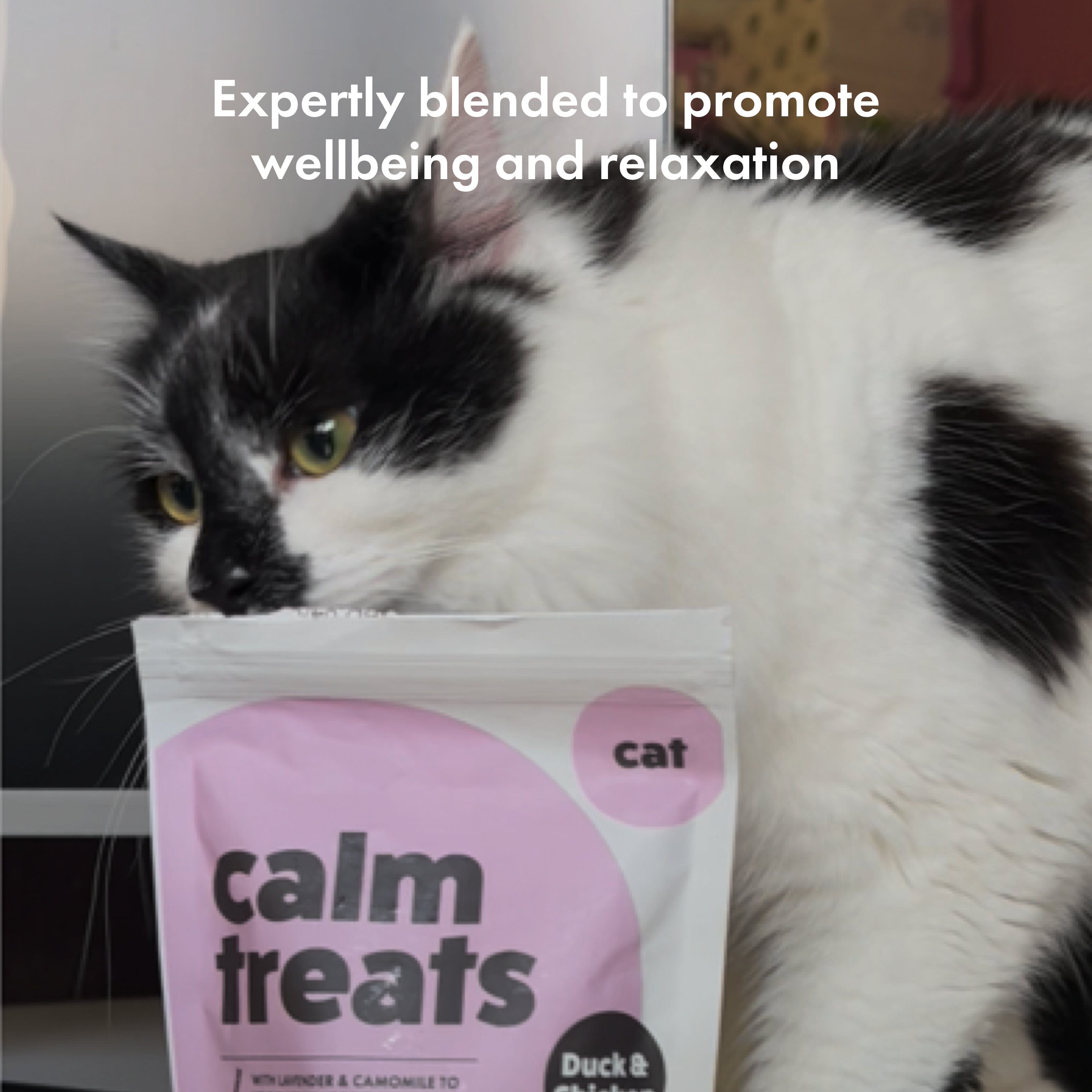 Itch Calming Treats for Cats, image of cat sniffing the treats