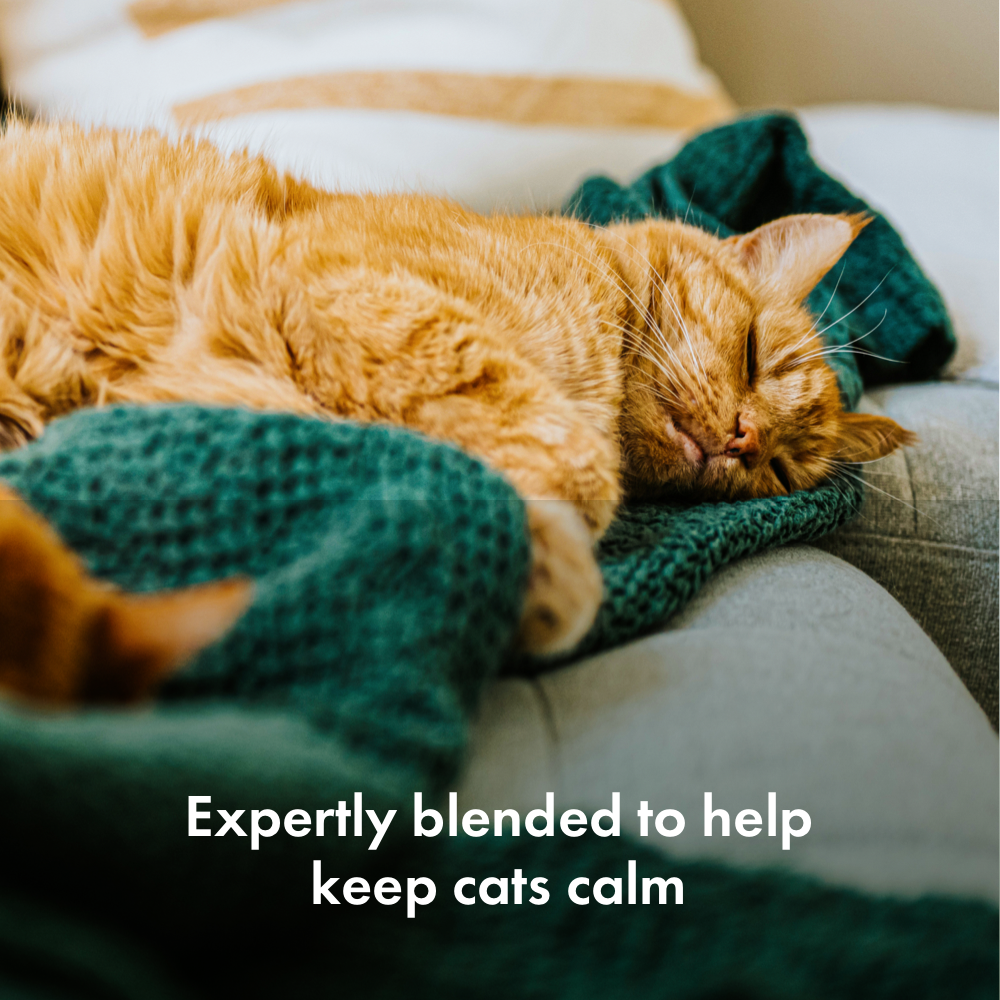 Itch Calming Treats for Cats, image of cat sleeping