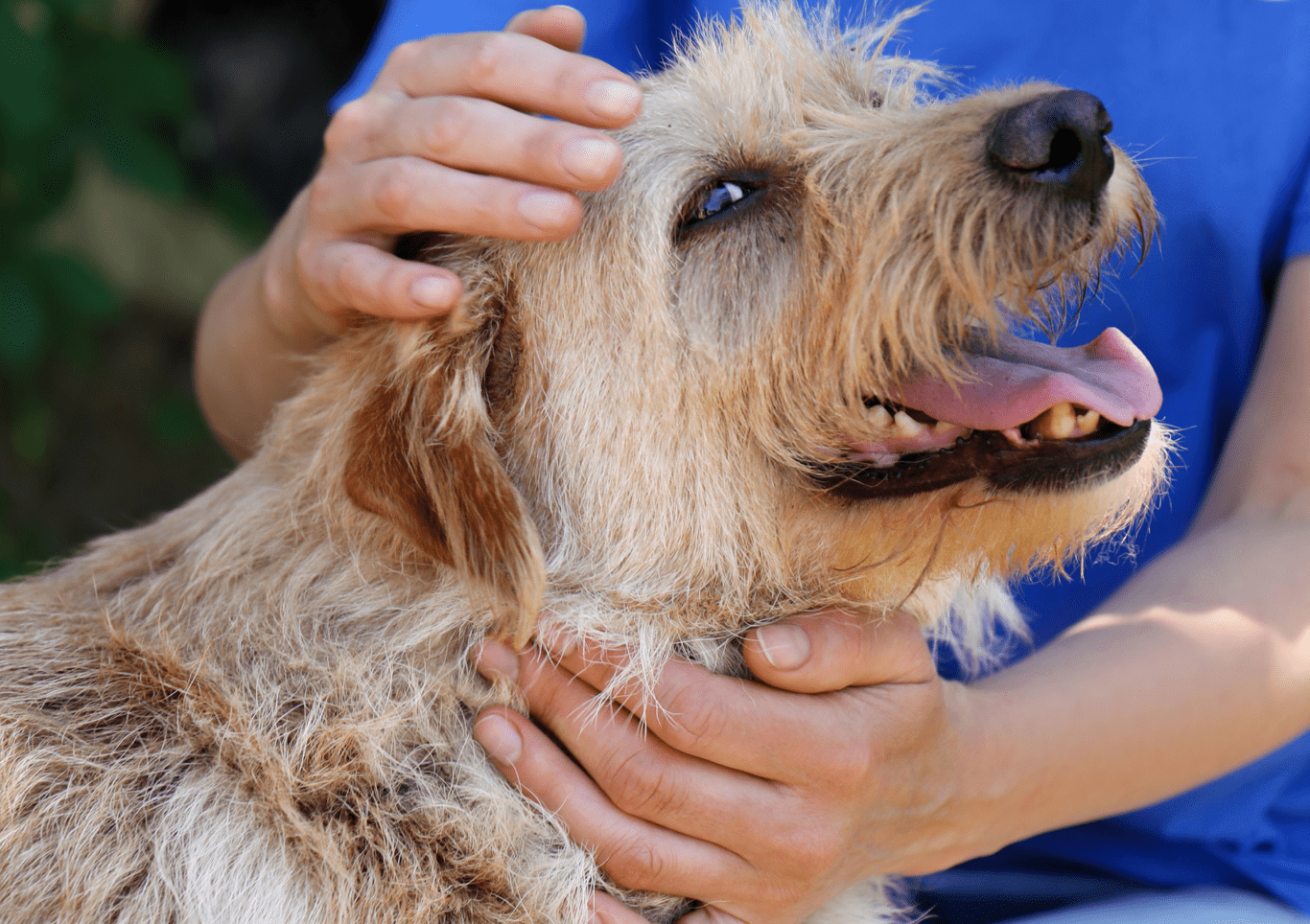 A wire coated, tan coloured dog being stroked by a person in a blue t-shirt. The dog is enjoying it. 