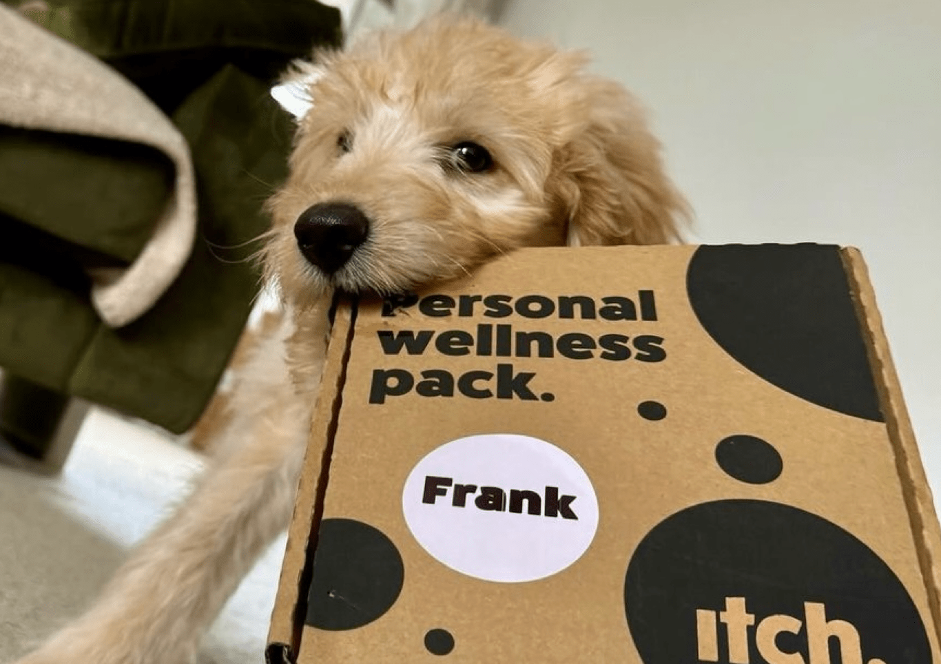 A picture of Frank, a golden labradoodle puppy, chewing on the corner of his Itch parcel. 