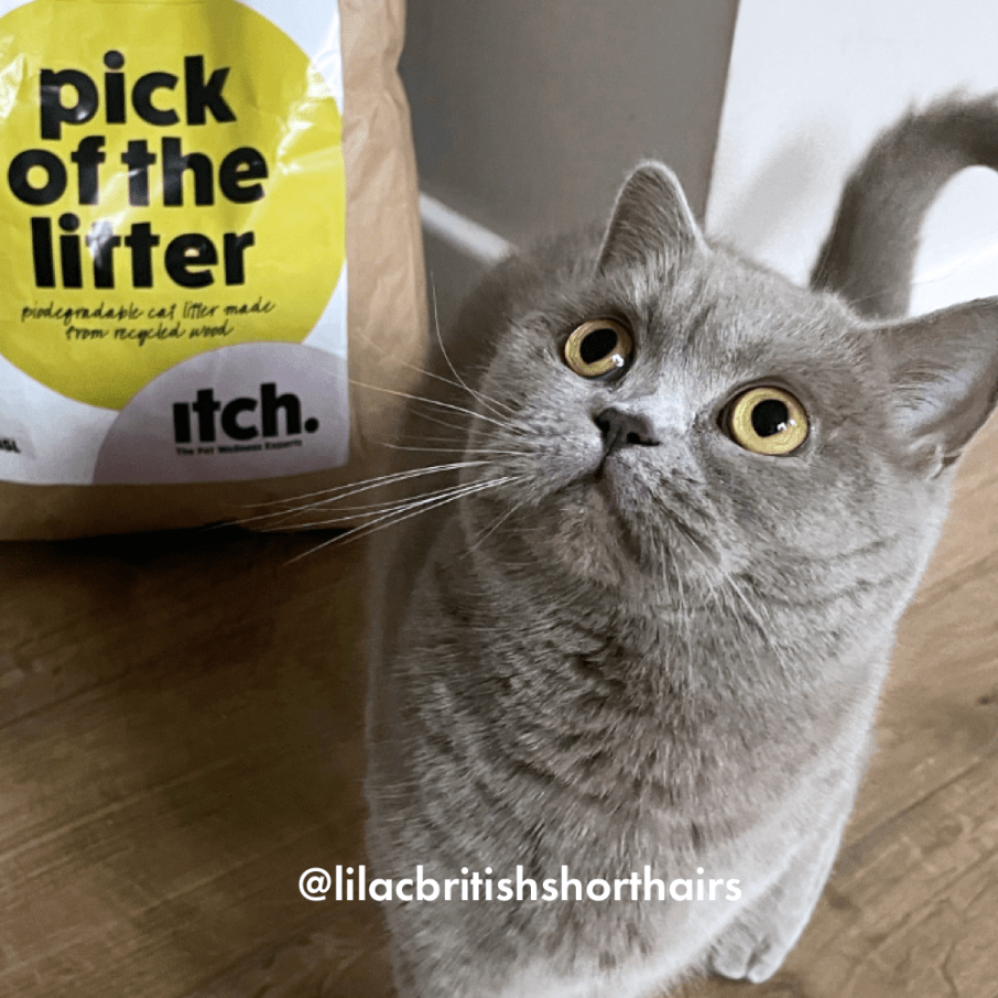 Itch Pick of the Litter - Biodegradable Cat Litter, image of grey cat with cat litter